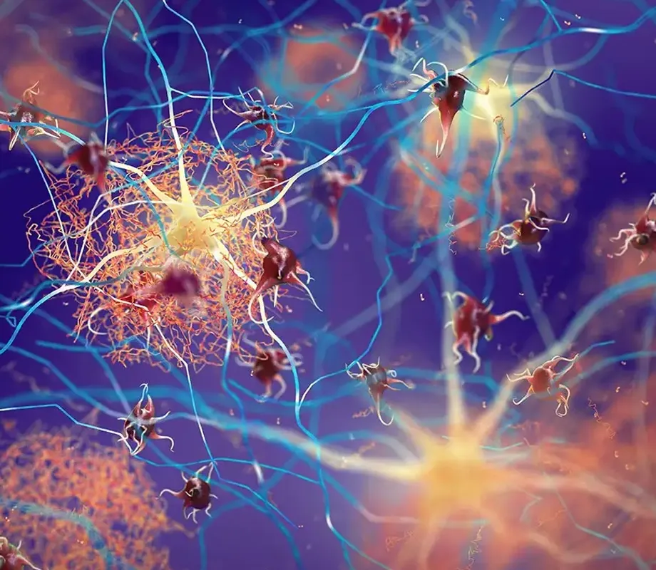 Nerve cells and neural connections